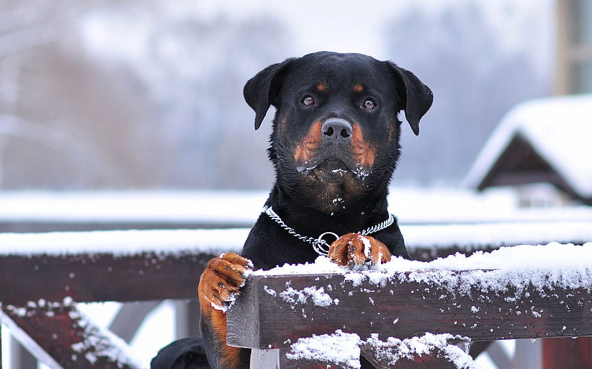 Pies, Zwierzęta, Śnieg, Wzrok, Opinia, Obroża, Rottweiler Tapeta HD