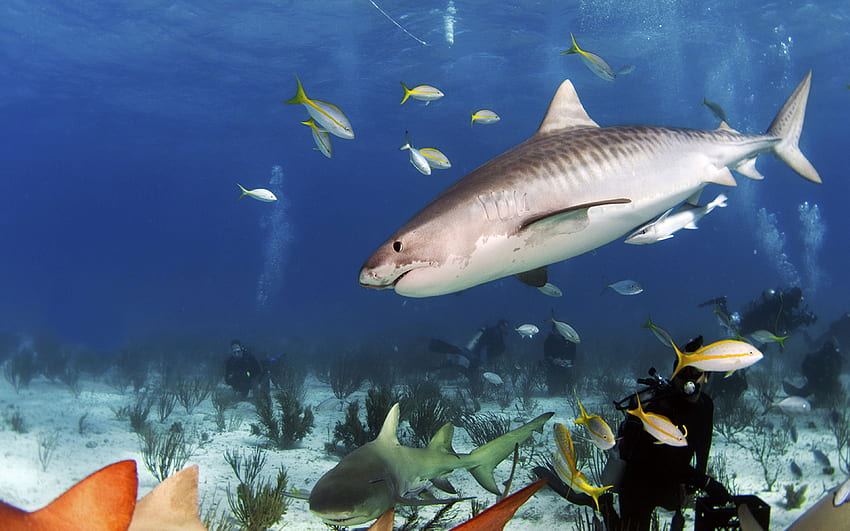 Sand Tiger Shark Ocean Underwater World Sharks Reef Fish HD wallpaper