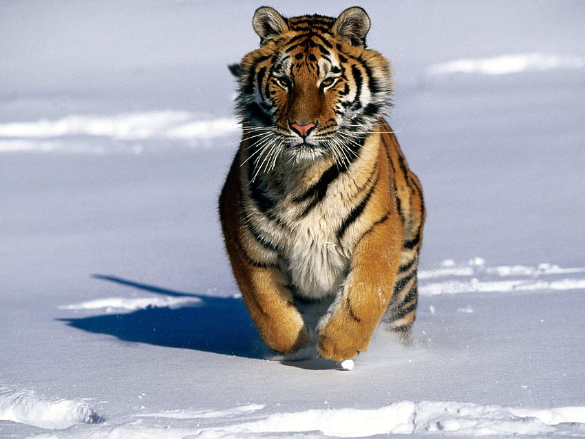 Tigre dell'Amur, tigre siberiana Sfondo HD
