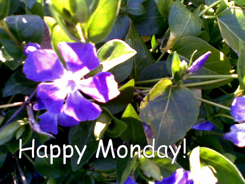 Szczęśliwy poniedziałek, niebieski, karta, szczęśliwy, poniedziałek Tapeta HD