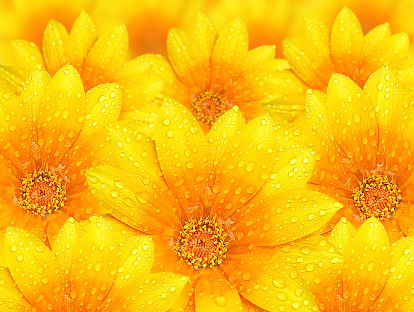 Sunny Flowers, sunny, flowers, orange, yellow HD wallpaper