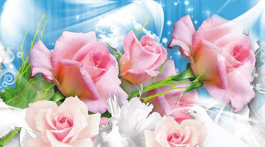 różowe róże i turkawki, niebieski, róże, poświata, gwiazdy, gołębie, lato, blask, kwiaty, pokój, fleurs Tapeta HD
