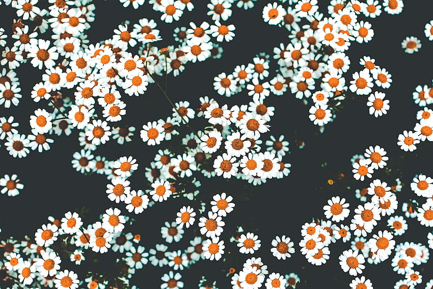 Floral iPhone Xs Untuk Merayakan Musim Semi, Bunga Abu-abu Wallpaper HD