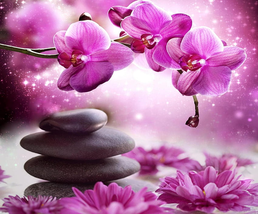 Flower Spa Orchid Violet Design Stones Romantic Colours New Wallpaper HD
