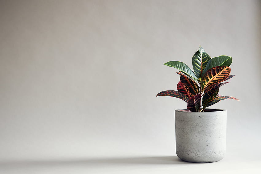 Unbedeutende Zimmerpflanze auf grauem Hintergrund ultra. Hintergrund, Zimmerpflanze HD-Hintergrundbild