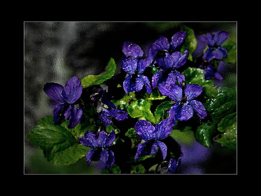 สีม่วง สีฟ้า น้ำค้าง ดอกไม้ วอลล์เปเปอร์ HD