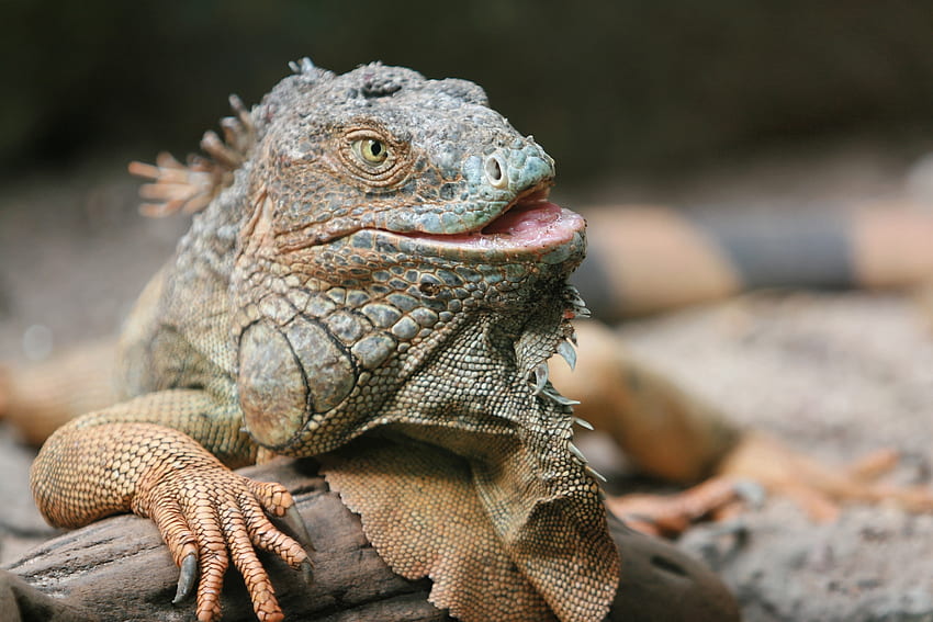 Tiere, Farbe, Eidechse, Reptil, Leguan, Pangolin HD-Hintergrundbild