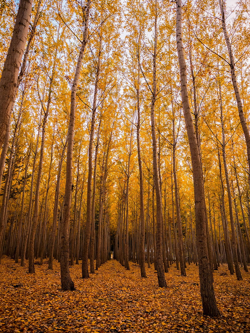 自然, 木, 秋, 森, 葉 HD電話の壁紙