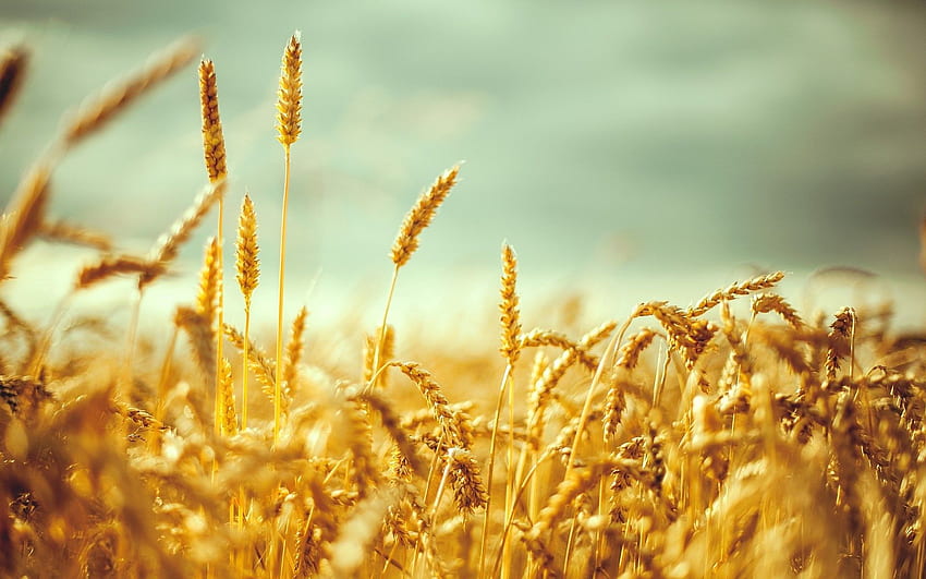 Caída del campo dorado de trigo. Fresco fondo de pantalla