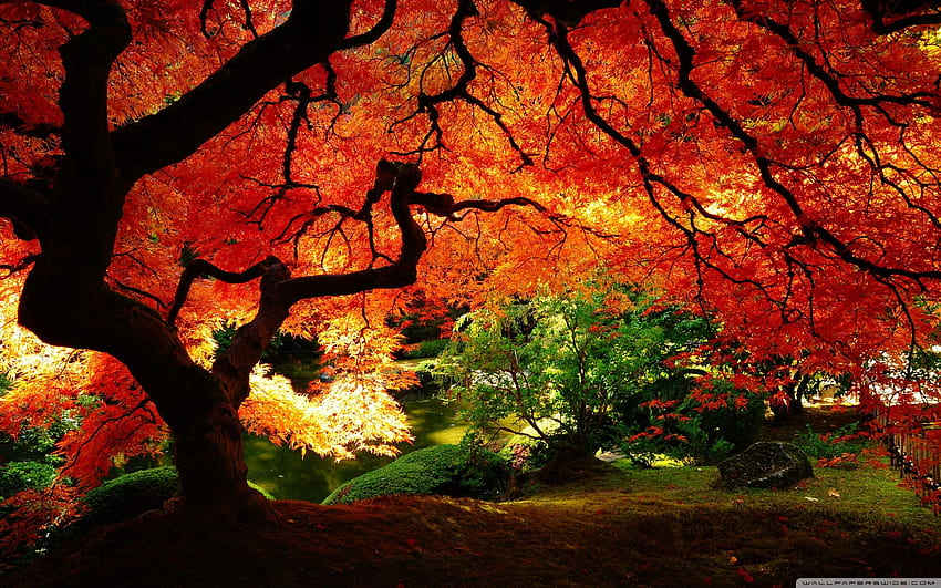Beautiful Autumn ❤ for • Dual Monitor, Korea Fall HD wallpaper