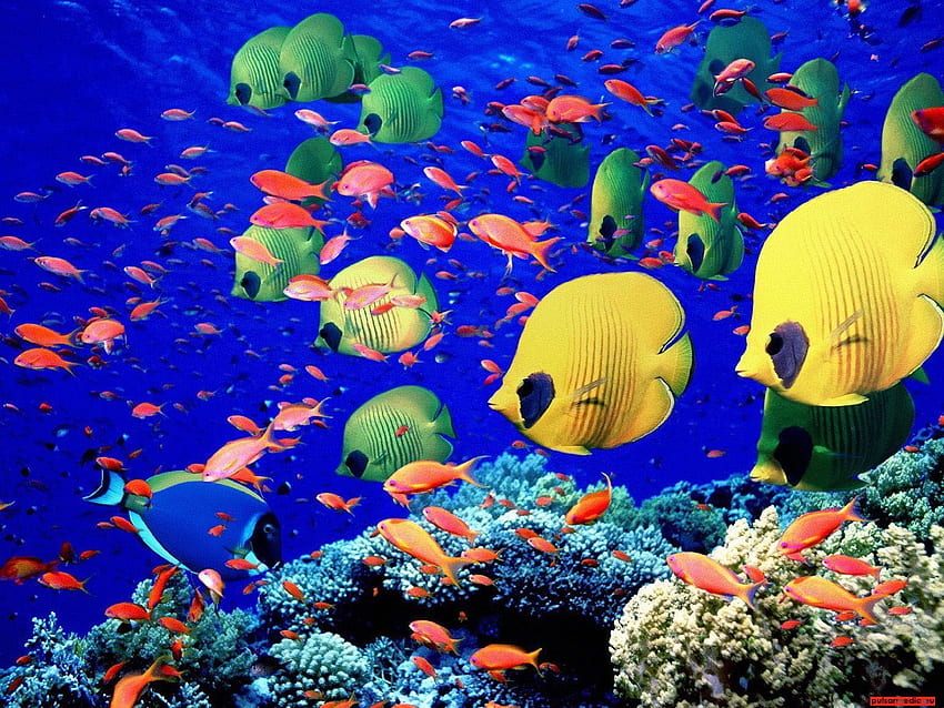 HD wallpaper: the little mermaid, movies, animated movies, 4k, hd, sea,  underwater | Wallpaper Flare