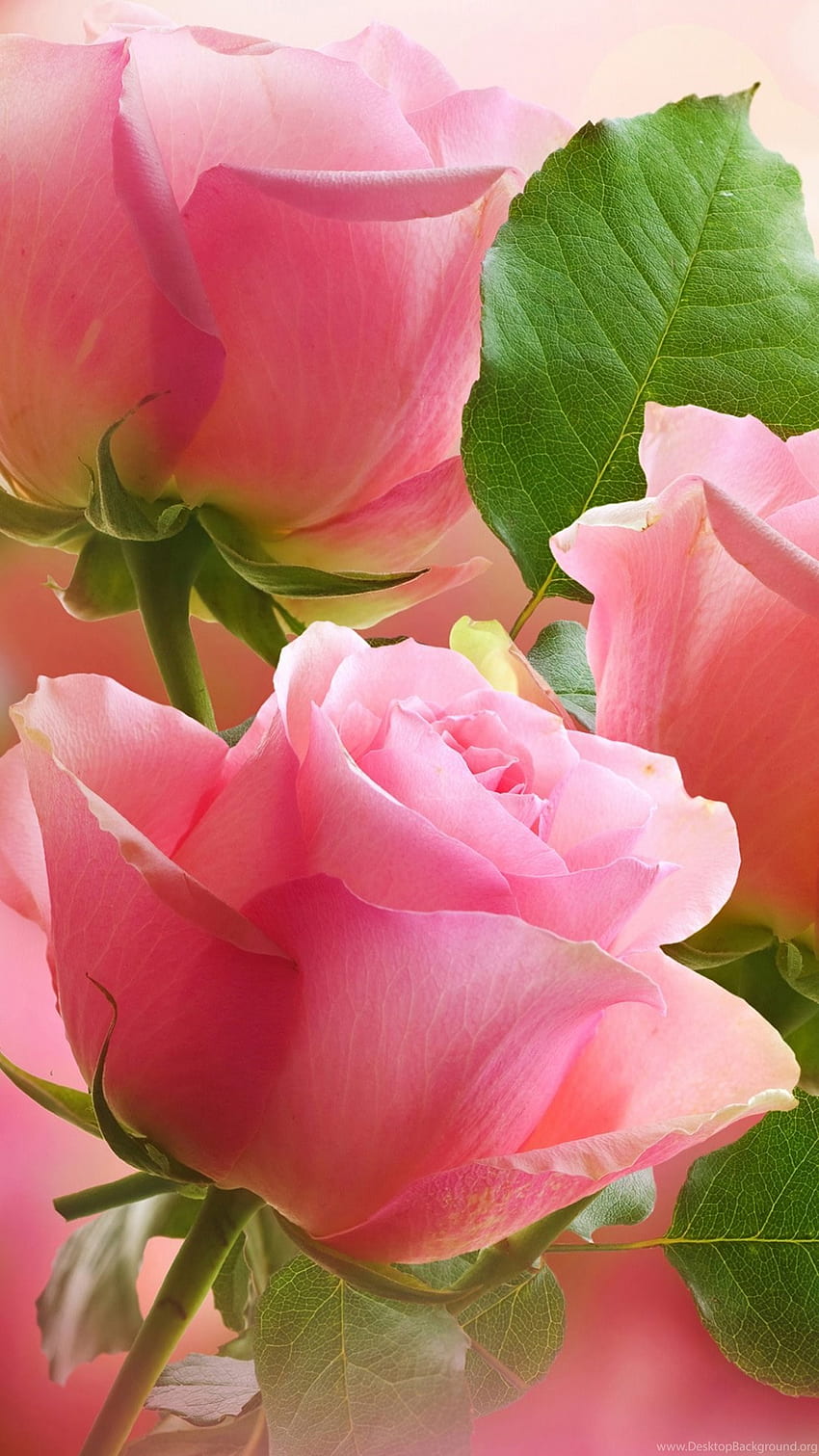 Flor Android de rosas rosa claro, Teléfono de rosas rosadas fondo de pantalla del teléfono