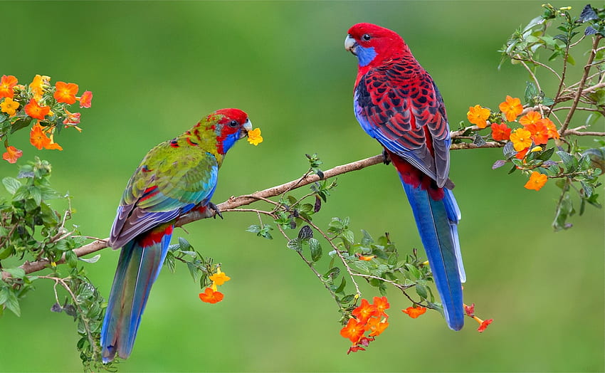 Parrots, blue, bird, pasare, orange, branch, flower, green, red, couple, papagal, parrot HD wallpaper