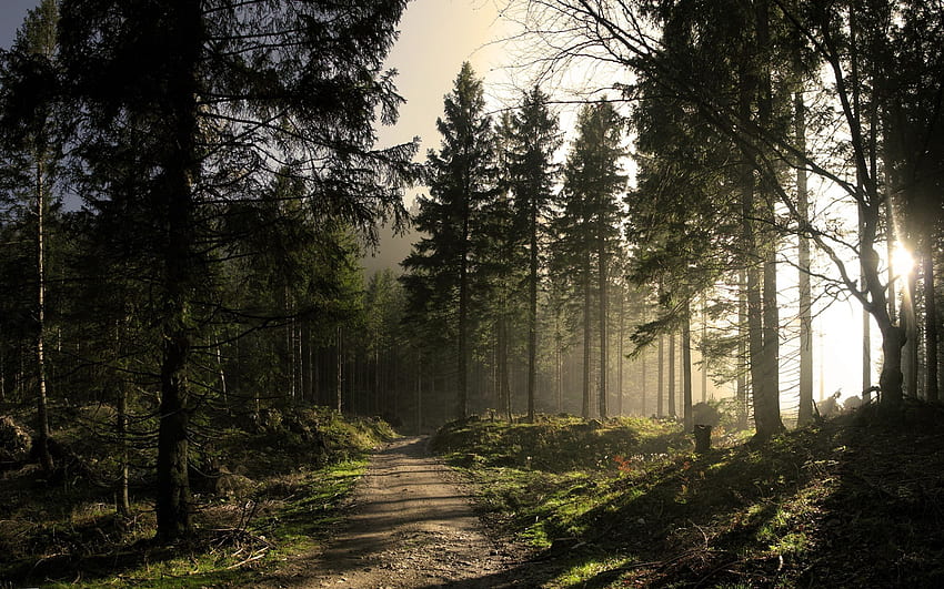 Selva Negra Alemania, Bosques fondo de pantalla