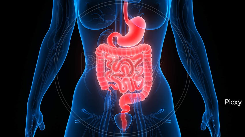 de l'estomac du système digestif humain avec l'anatomie de l'intestin WM499001 Picxy Fond d'écran HD