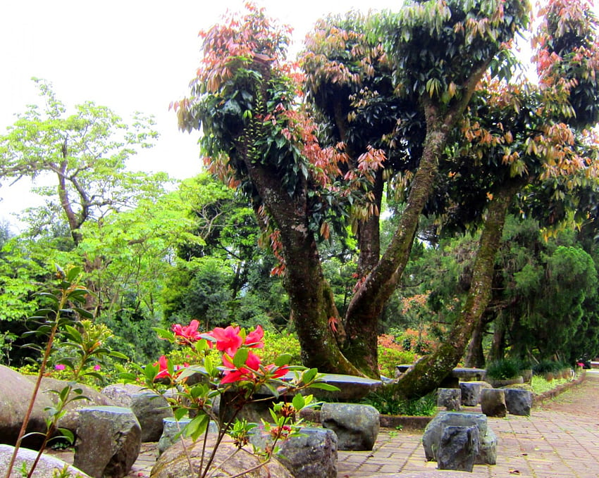 Jardim, cadeira de pedra, árvore, flor papel de parede HD