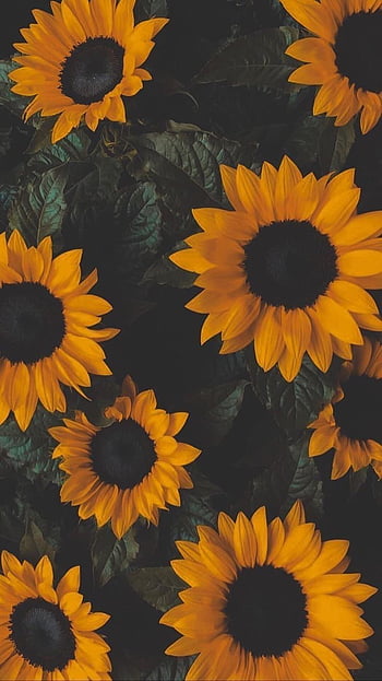 102,051 Sunflower Black Background Images, Stock Photos & Vectors |  Shutterstock