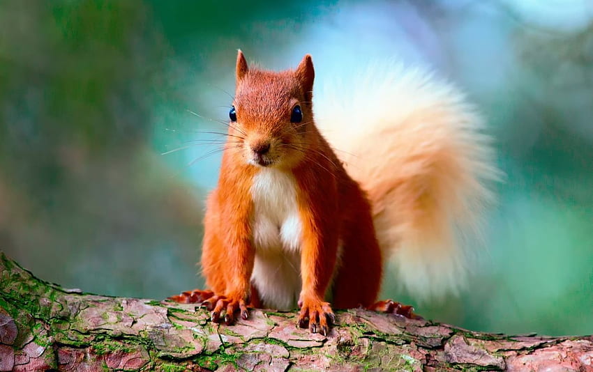 Cute Red Squirrel . Cute Red Squirrel stock HD wallpaper