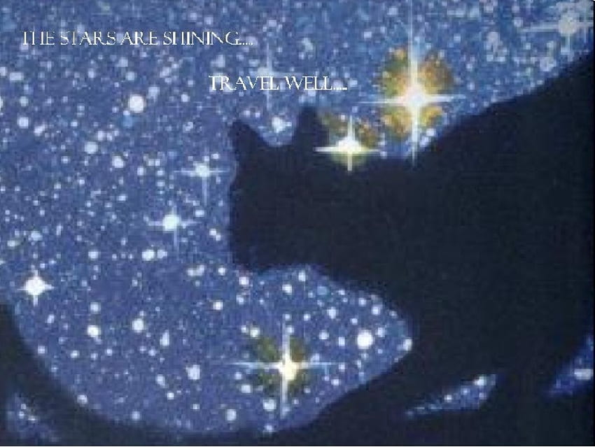 Stars in the Sky on a Full Moon Night, noite, gatos, animais, guerreiros papel de parede HD