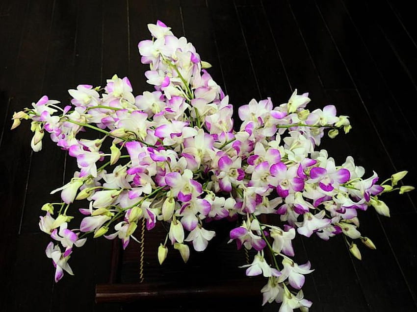 Karangan bunga anggrek, ungu, dendrobium, karangan bunga, bunga, anggrek Wallpaper HD