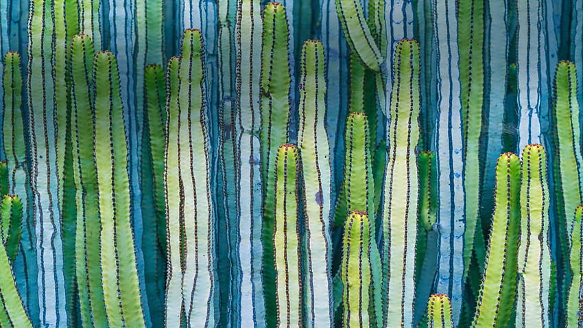 Bing : Cactus cardon géant du Mexique - Bing Gallery, Mexico Cactus Fond d'écran HD