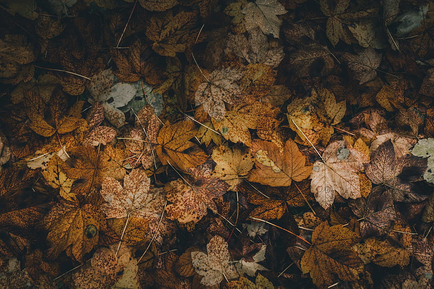 Nature, Autumn, Leaves, Foliage, Dry, Fallen HD wallpaper