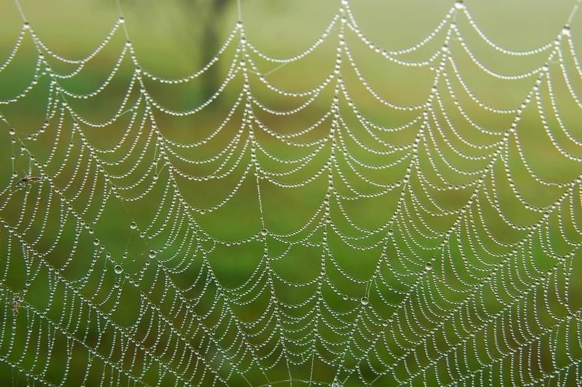 Web, green, texture, autumn, spider, nature HD wallpaper