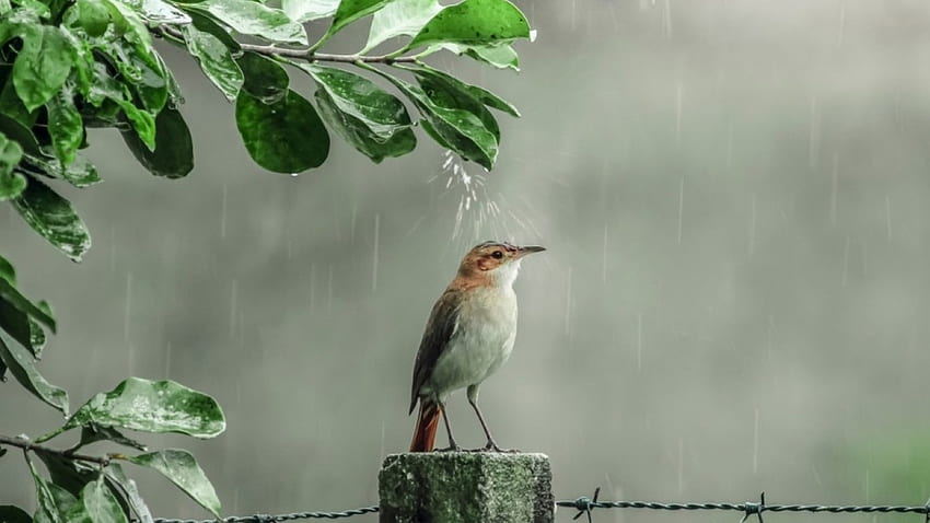 Wróbel, deszcz, ptak, wykres, krople, wiosna Tapeta HD