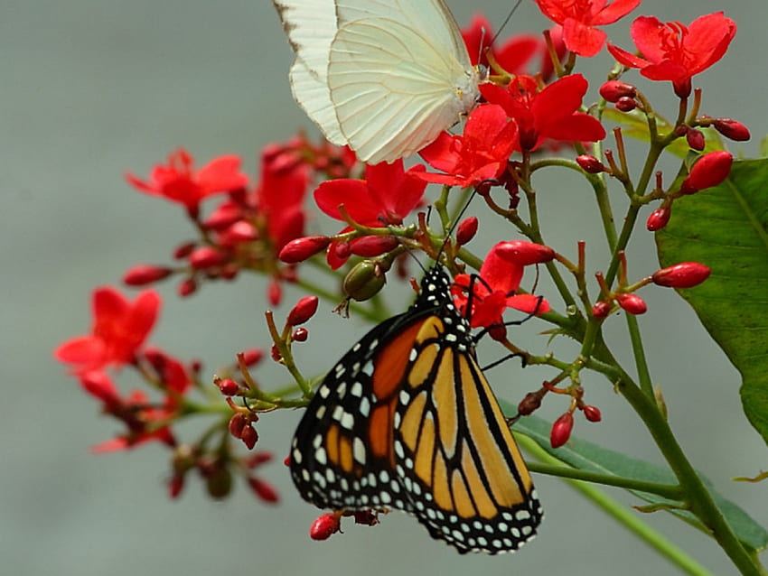 Schmetterlinge, Insekten HD-Hintergrundbild