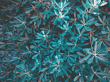 Nature, Leaves, Plant HD wallpaper | Pxfuel