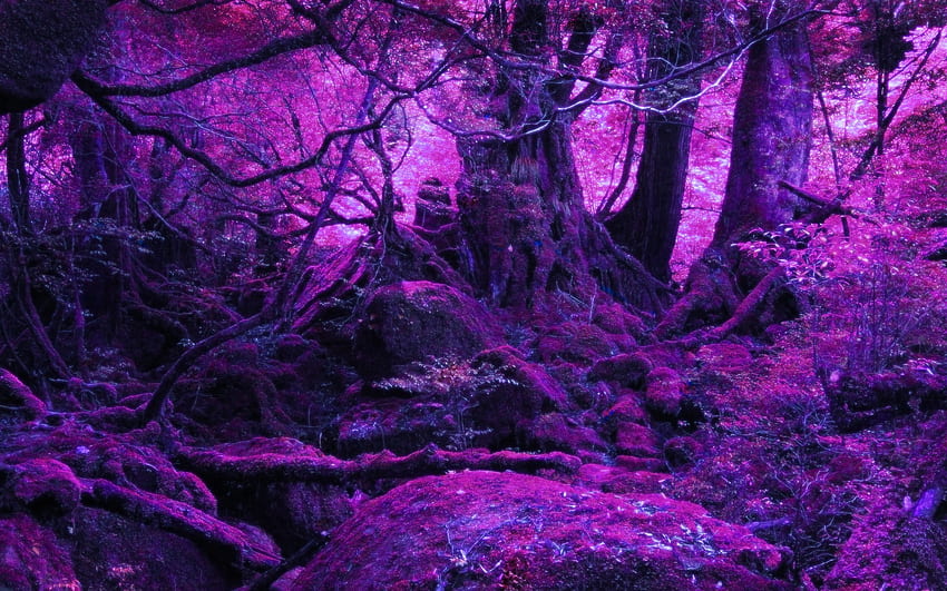 forest, Nature / and Mobile Background, Dark Purple Forest HD wallpaper
