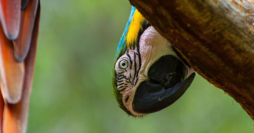 bird parrot ultra . Parrot , Pet birds, Animal HD wallpaper