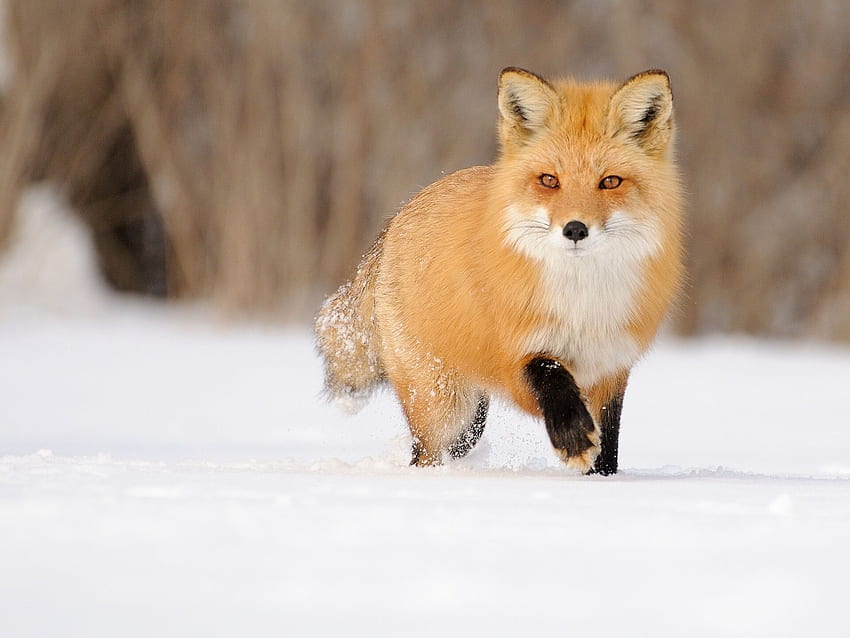 Fox, red, snow, winter HD wallpaper | Pxfuel