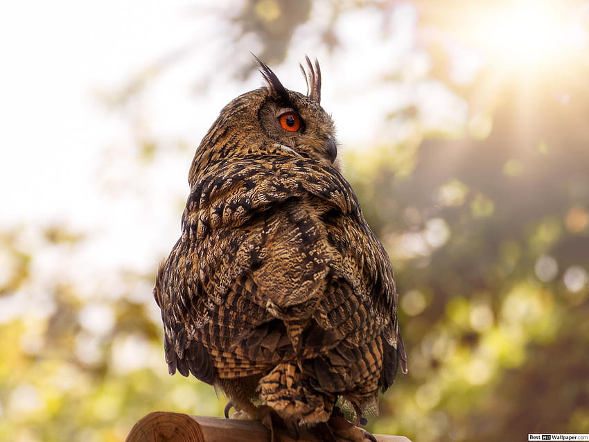 burung hantu bermata merah muat turun kertas dinding HD wallpaper