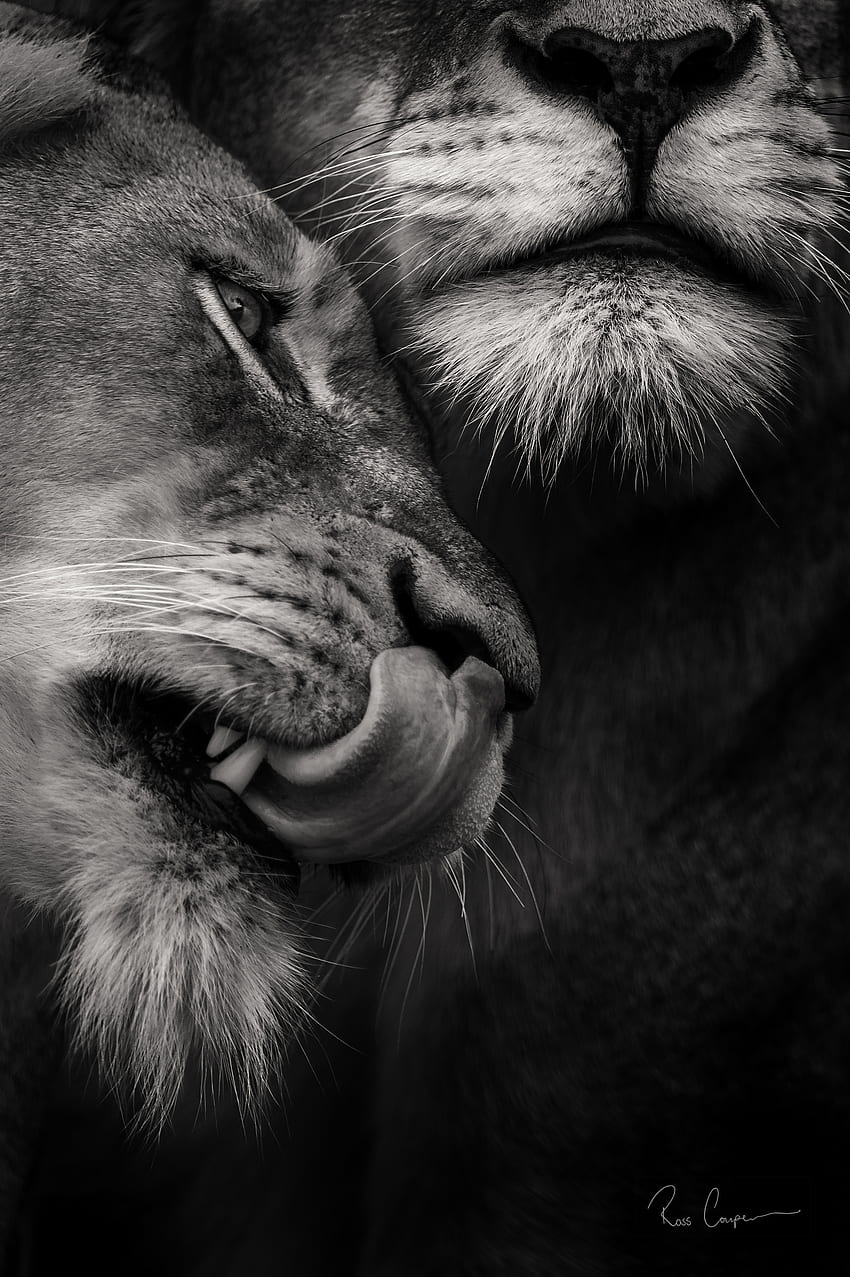 Leone e leonessa stampabili in bianco e nero - citazioni sulla vita Sfondo del telefono HD