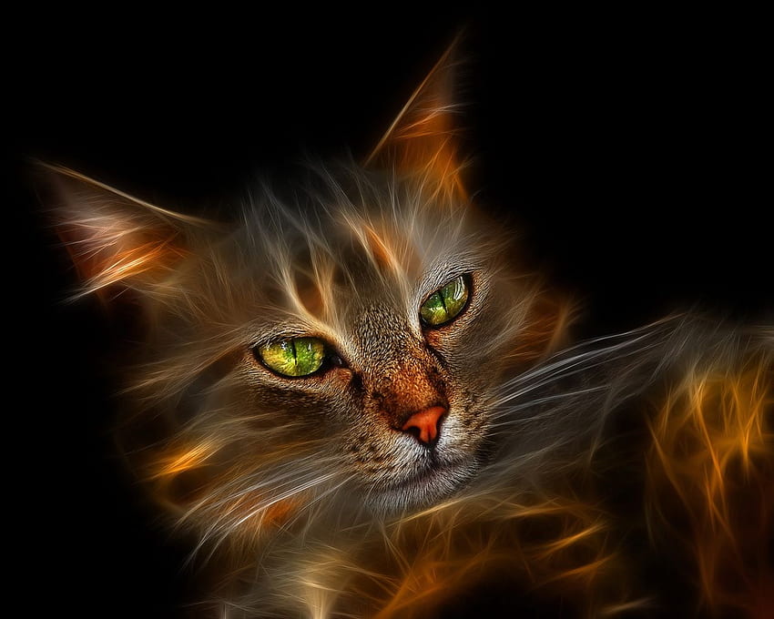 Fire cat and [] for your , Mobile & Tablet. Explore Flaming Cat . Blue Flame , Green Flame , Live Fire HD wallpaper