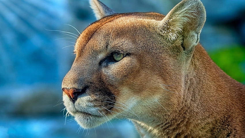 Puma, animal, paw, cougar HD wallpaper