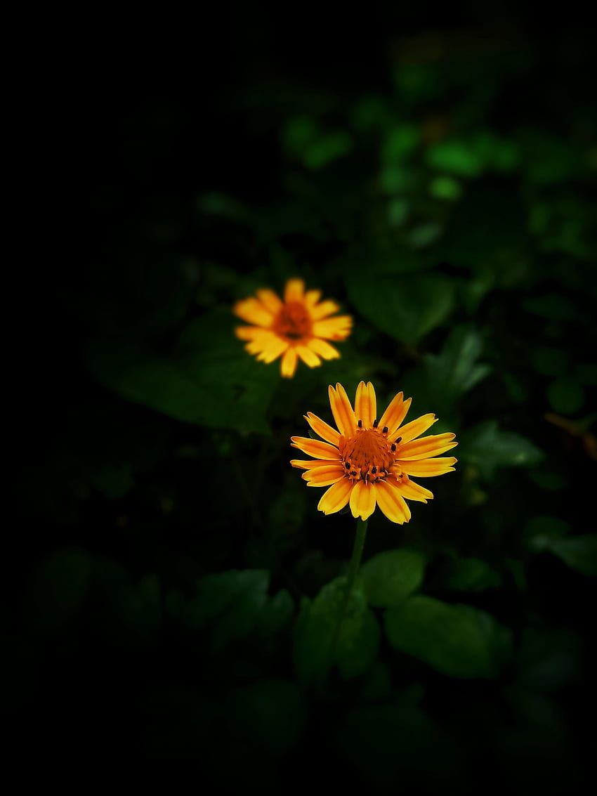 Fleurs jaunes, portrait Fond d'écran de téléphone HD