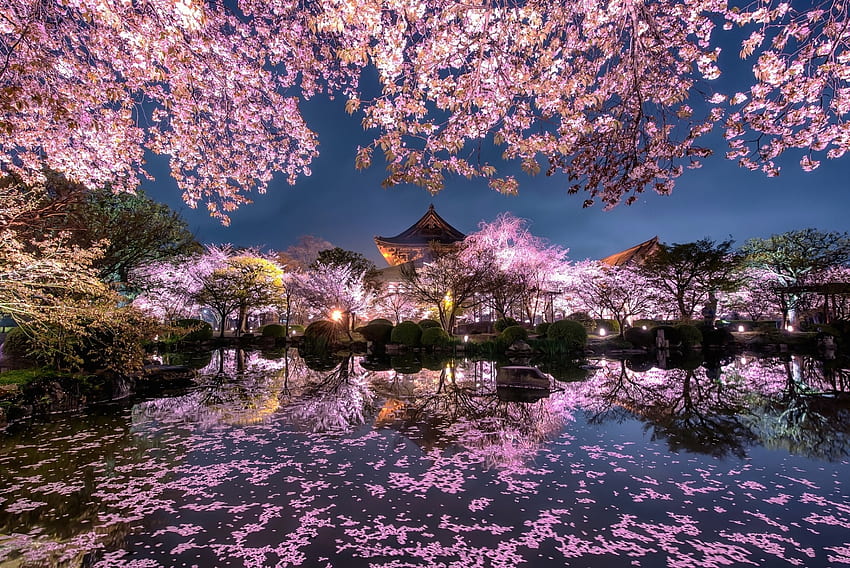 Сакура градина, Япония, езерце, сакура, нощ, светлина, градина HD тапет