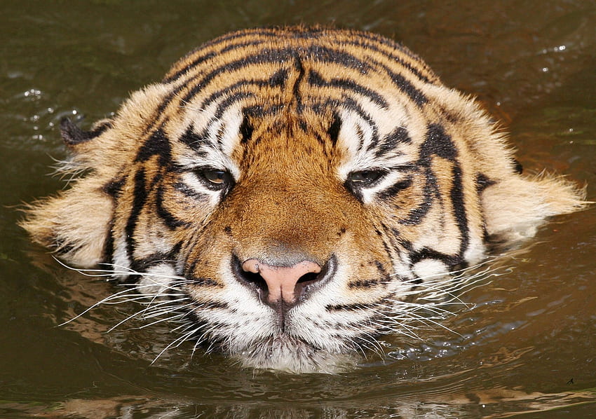 Animals, Muzzle, Striped, Tiger, To Swim, Swim HD wallpaper