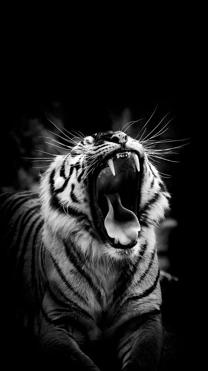 Black Tiger, Roar Tiger, Jungle King HD phone wallpaper
