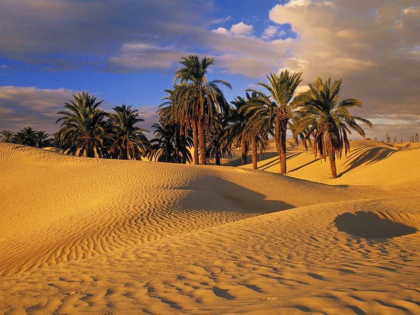 Desert Oasis , Instagram , Background HD wallpaper | Pxfuel