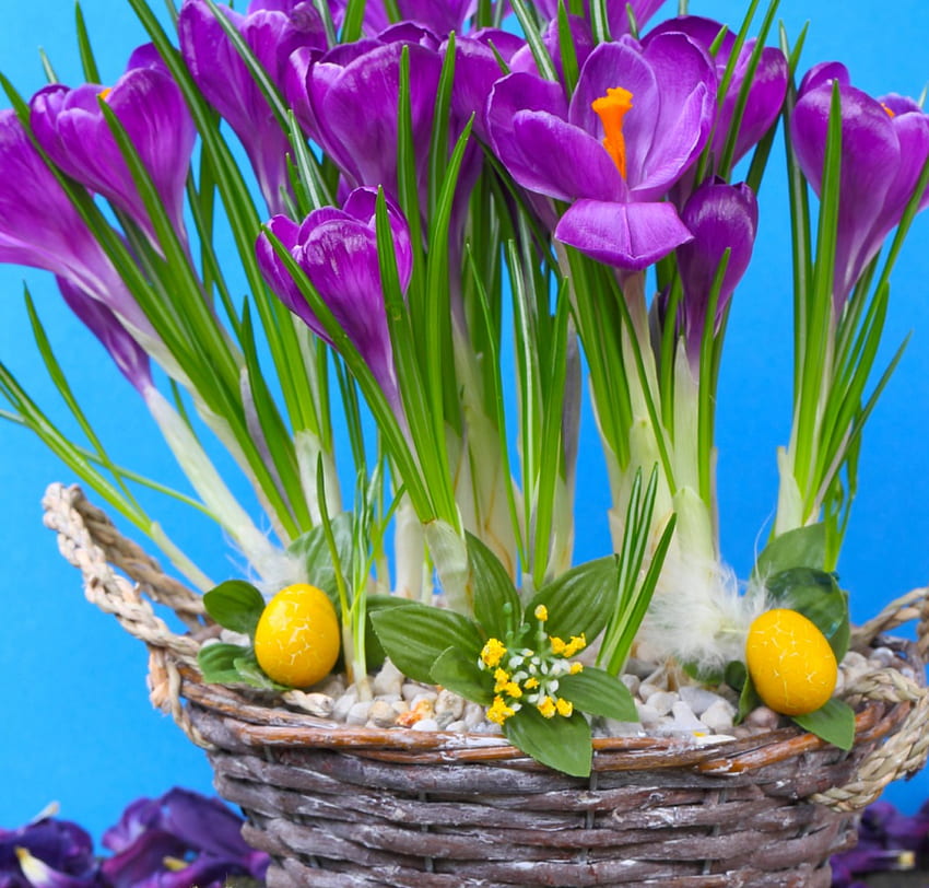 Crochi, viola, croco, pasqua, fiori, primavera, uova Sfondo HD