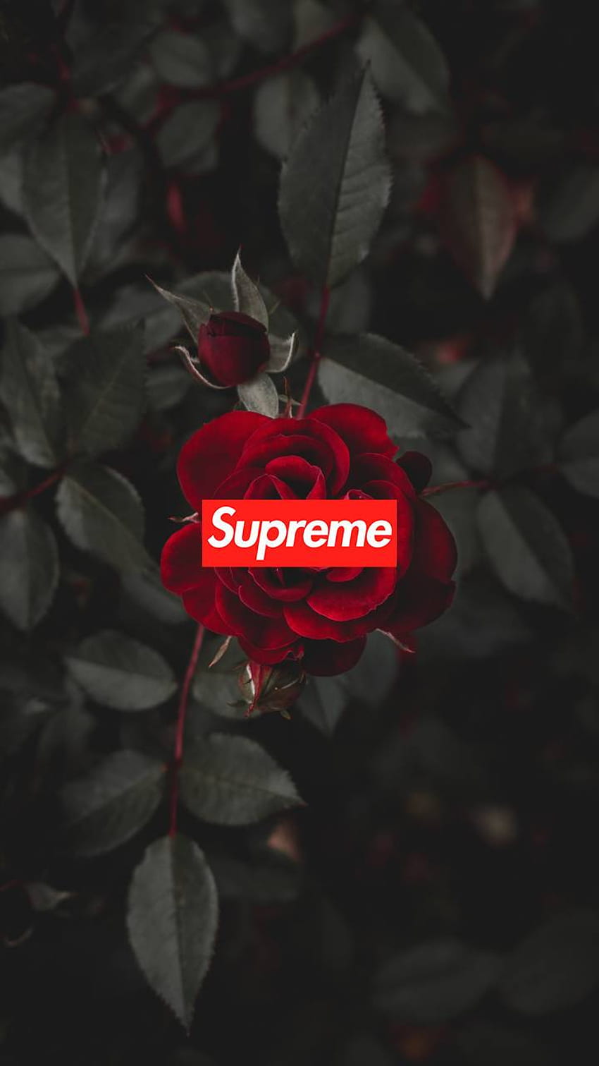 Supreme Rose, Smoke Rose HD phone wallpaper