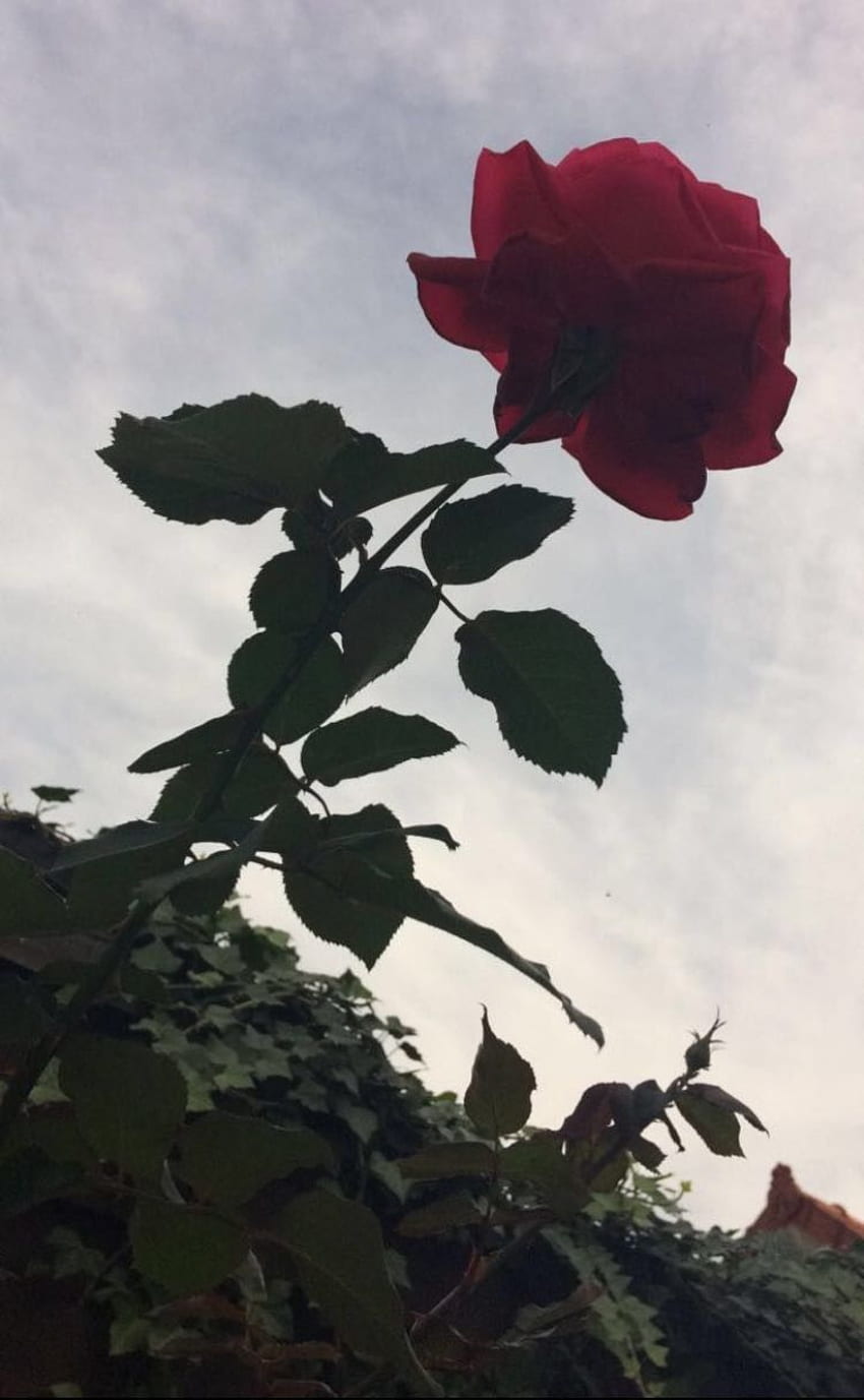 ๑: : slunting :๑. ดอกกุหลาบ, ดอกไม้, ศิลปะ, Pinterest Rose HD phone wallpaper