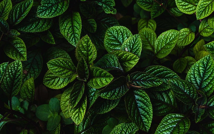 Grüne Blätter, Nahaufnahme, Pflanzen für MacBook Pro 15 Zoll, MacBook Air 13 Zoll Maiden HD-Hintergrundbild