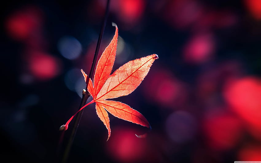 Czerwony liść klonu japońskiego Jesień Ultra Tapeta HD