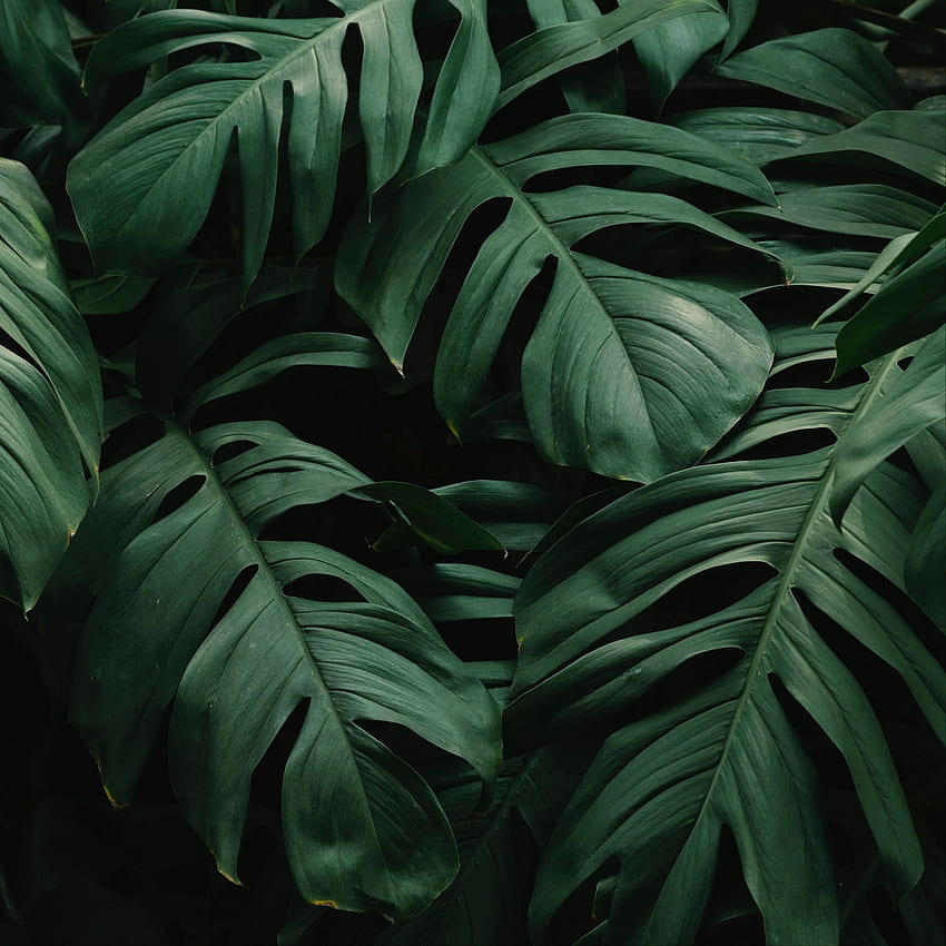 листа, растение, зелено, тъмно, растителност ipad air, ipad air 2, ipad 3, ipa. iPad mini, iPad air, ipad, Dark Leaves Aesthetic HD тапет за телефон