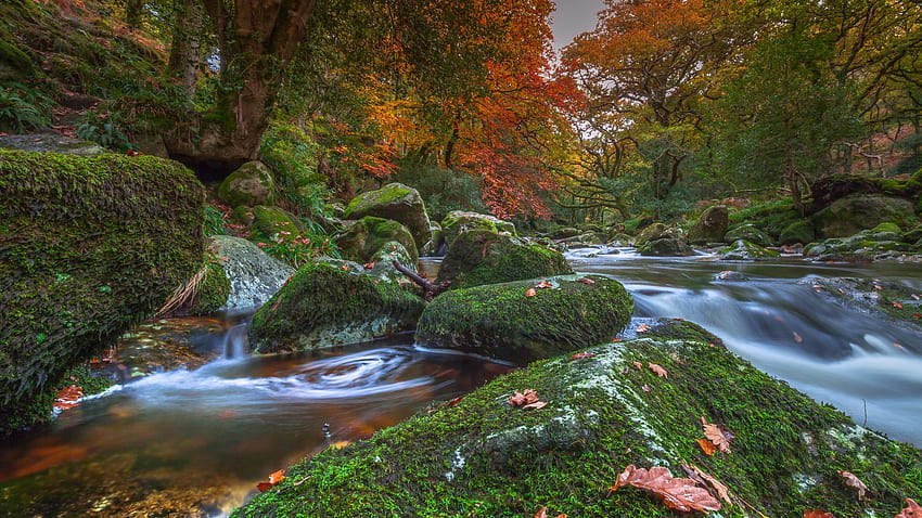 Taman Nasional Dartmoor, Inggris, musim gugur, sungai kecil, bebatuan, hutan, pepohonan Wallpaper HD