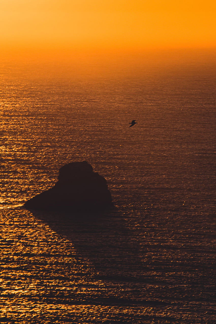 Nature, Sunset, Sea, Rock, Glare, Gull, Seagull HD phone wallpaper